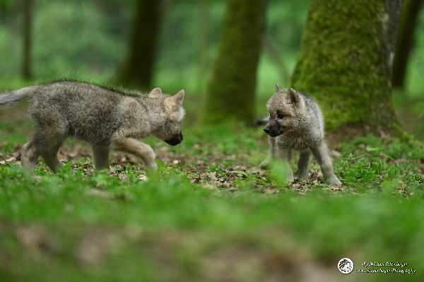 Polarwölfe Arctic wolves Anyu Nova Yuki